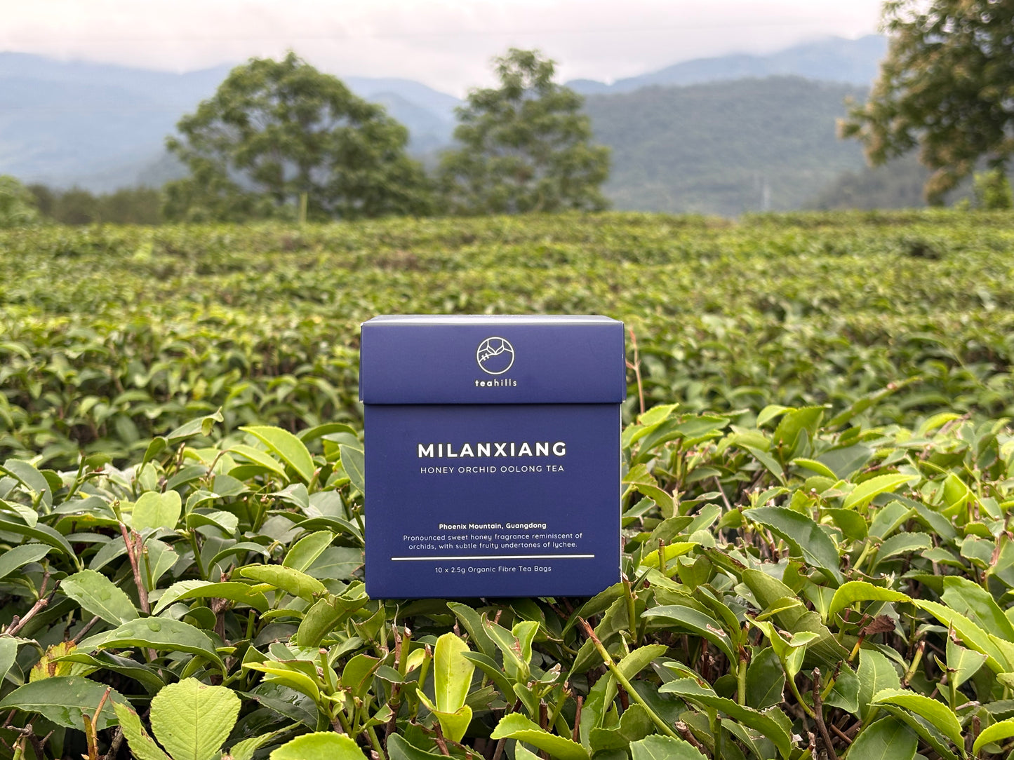 teahills Milanxiang Honey Orchid Oolong Tea