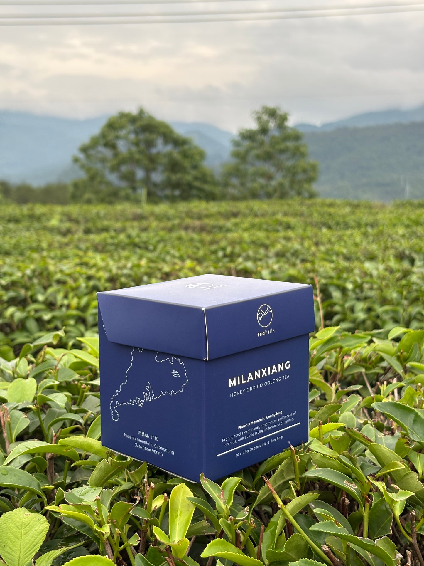 teahills Milanxiang Honey Orchid Oolong Tea