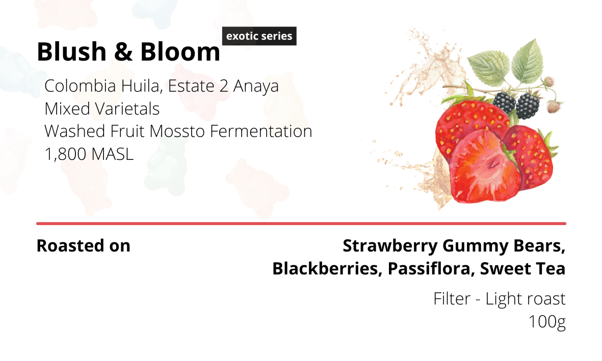 Blush & Bloom Colombia Huila