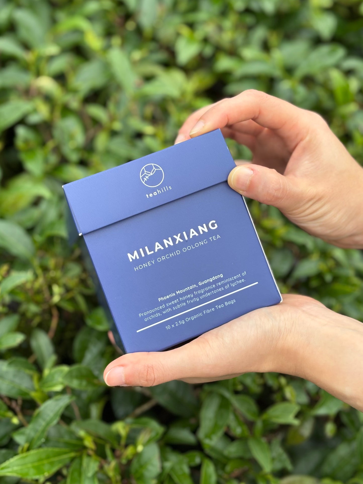 teahills Milanxiang Honey Orchid Oolong Tea